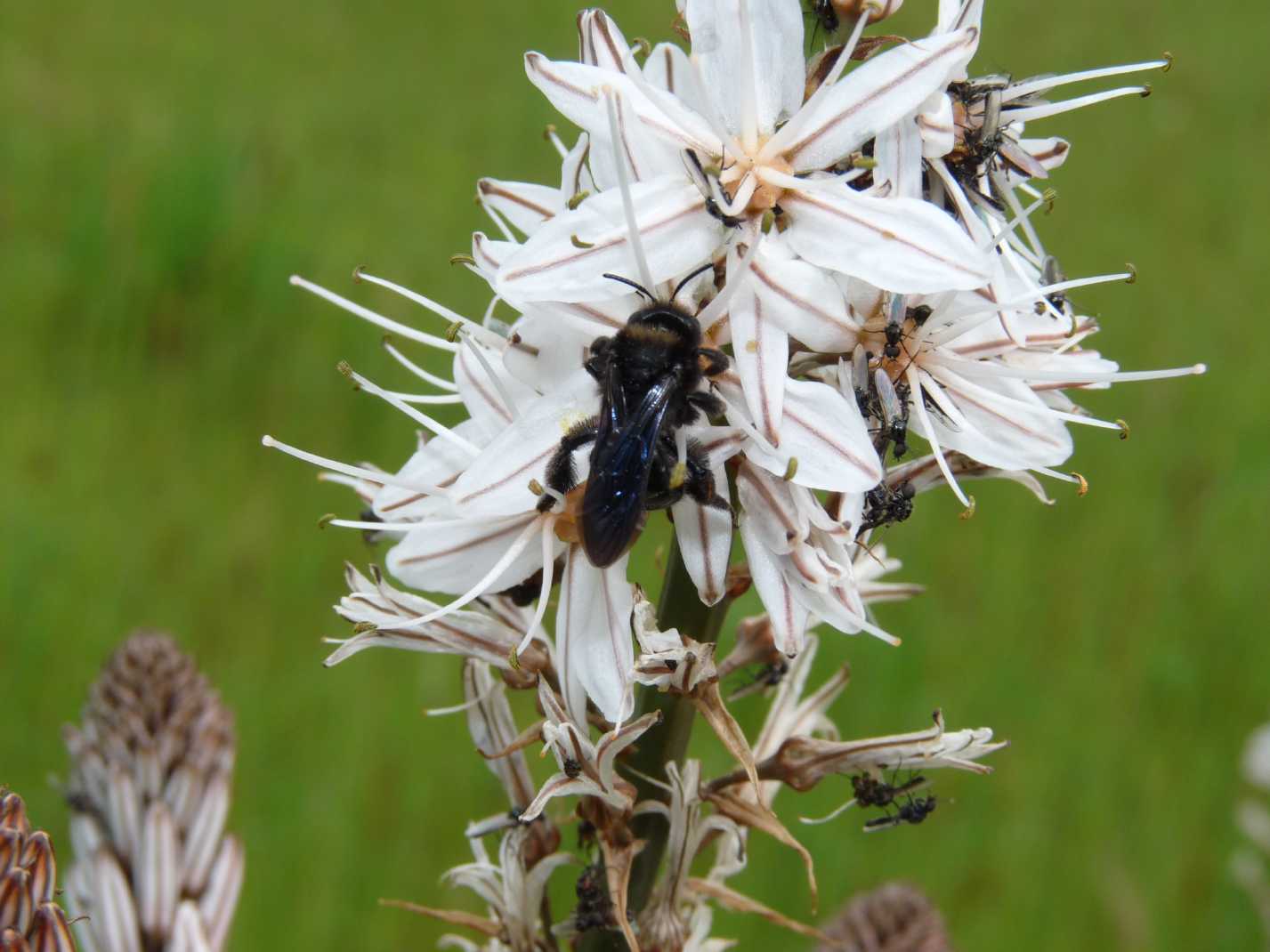 Piccoli Bibionidae: Dilophus cf. femoratus M e F
